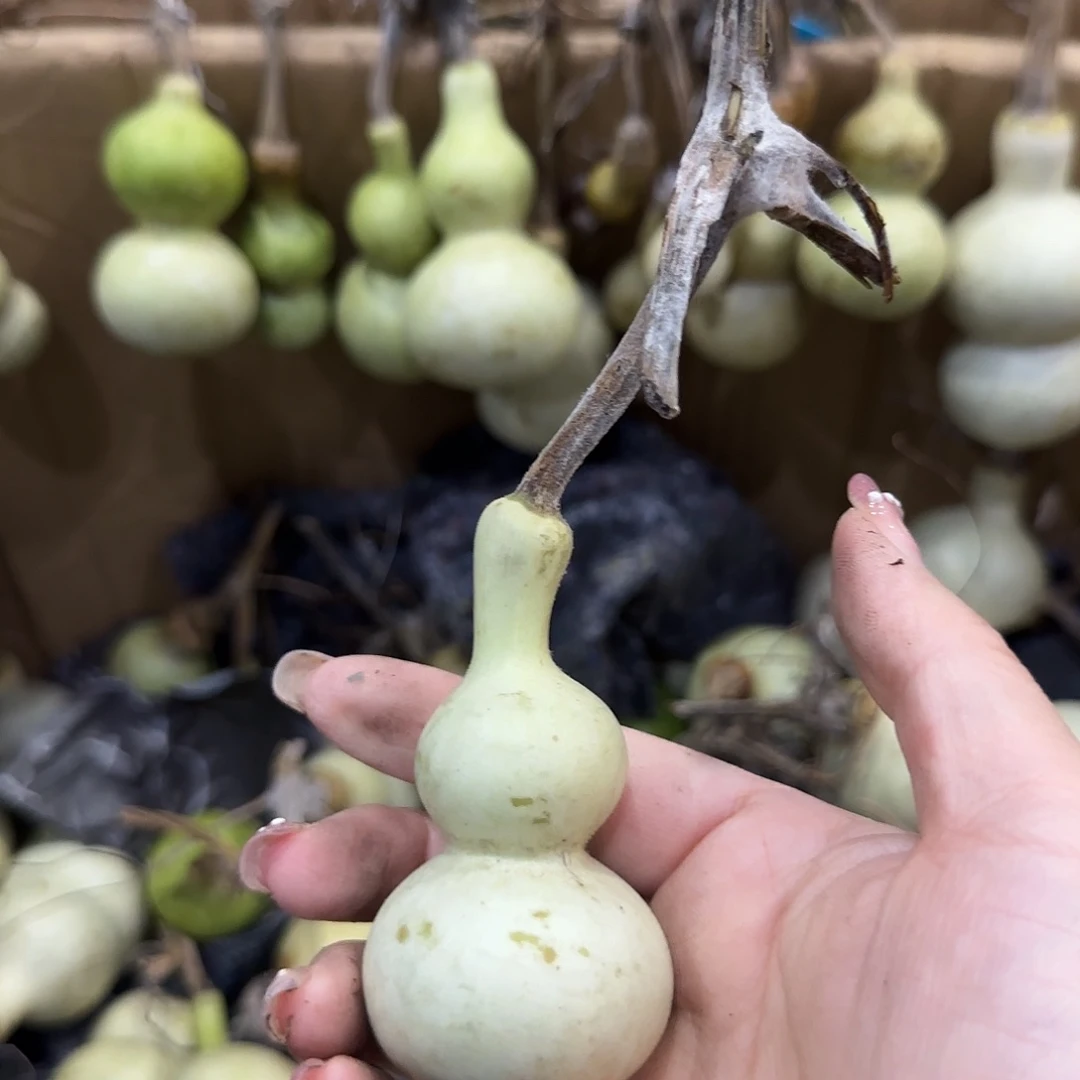 蜻***蜓葫芦啦咯啦咯啦咯啦咯啦