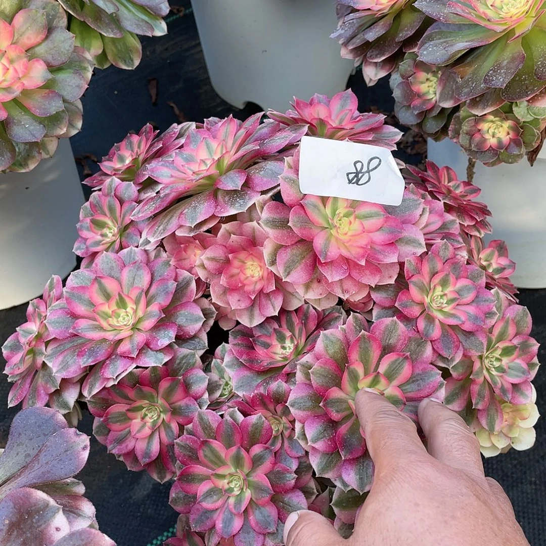 完全开放881111111111111111