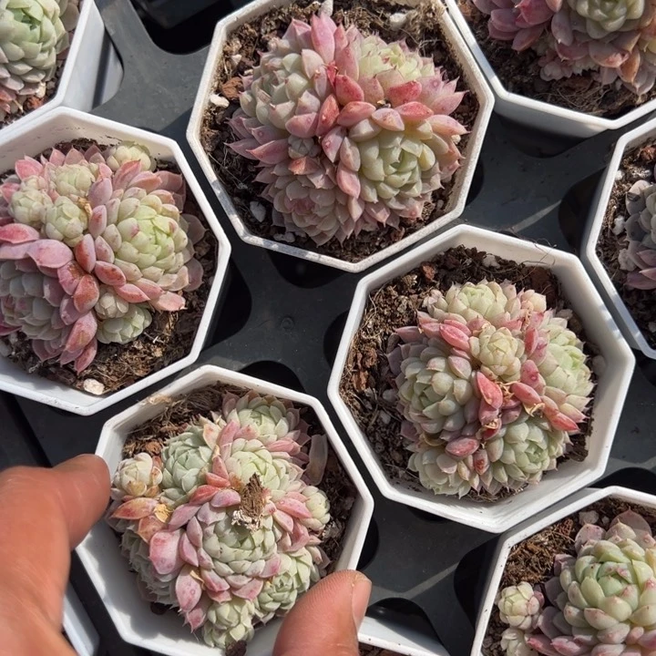 羊脂球群一颗量拍多肉满20包邮下午发