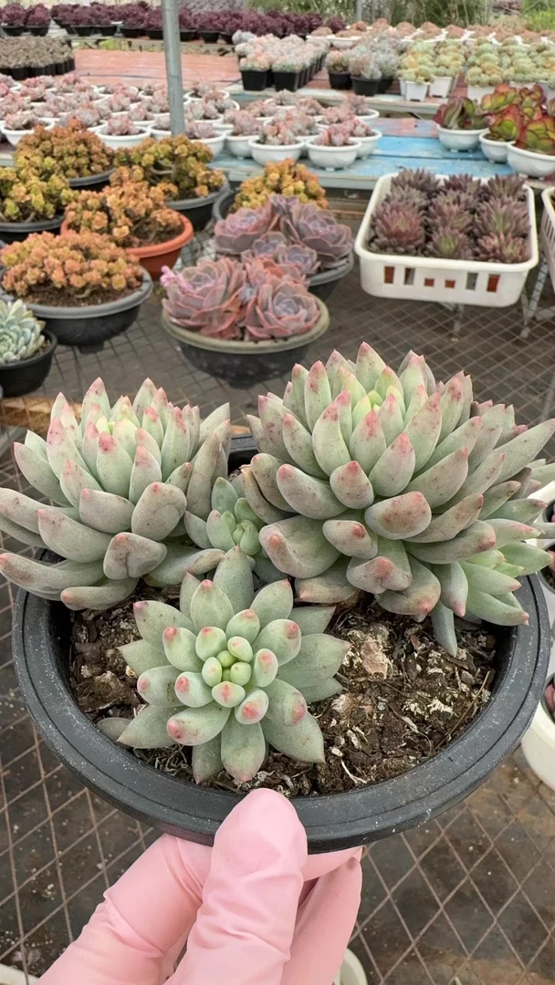 多肉植物二代虞美人带盆老桩随机一颗发货以直播间为准