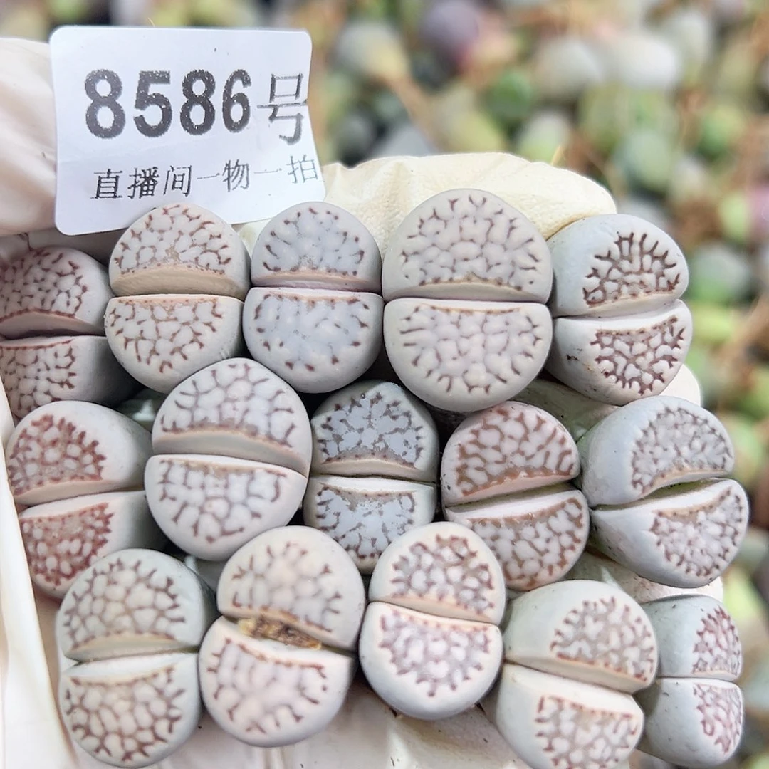 8586 好养易活生石花大母本15个