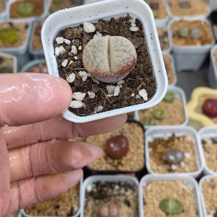 多肉植物一物一拍19