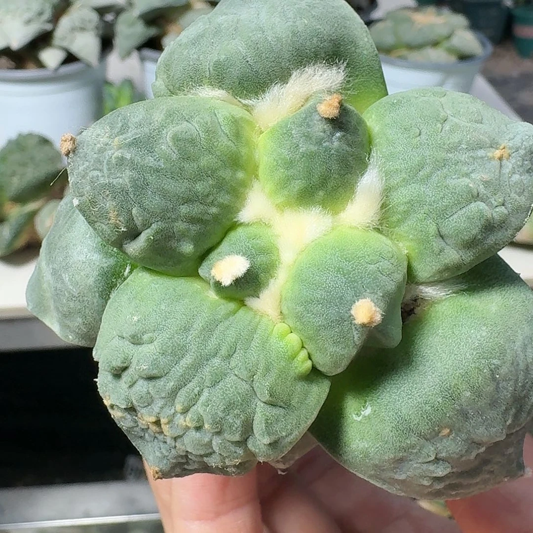 【闪购商品】无花朵梦**家丸尤怒547