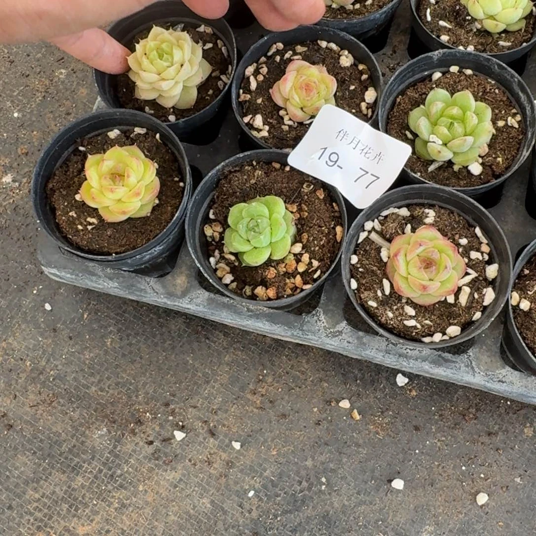 麦秆五颗量拍发货19-77右一