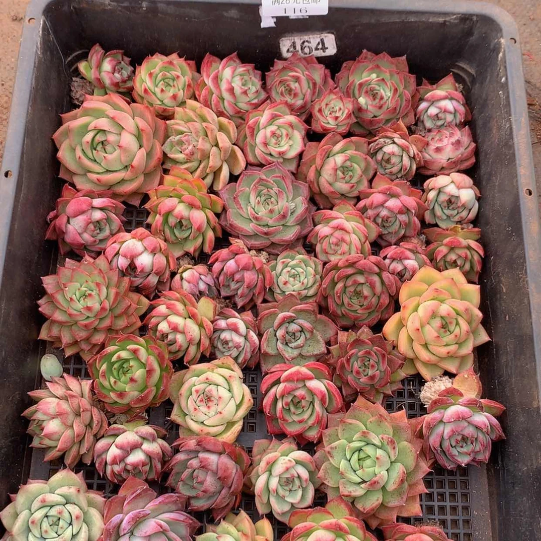 【闪购商品】云116号