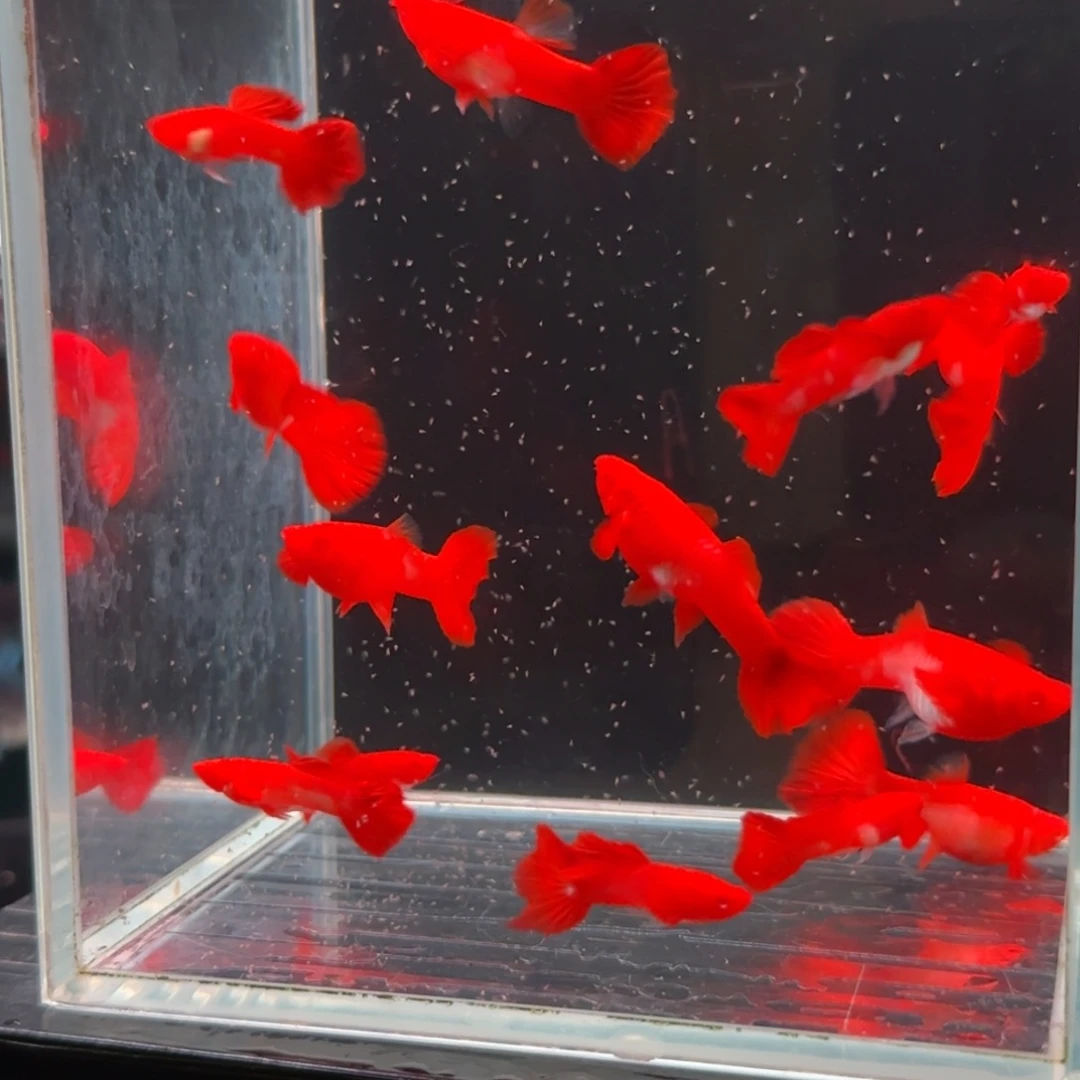 孔雀鱼遐思分水7对