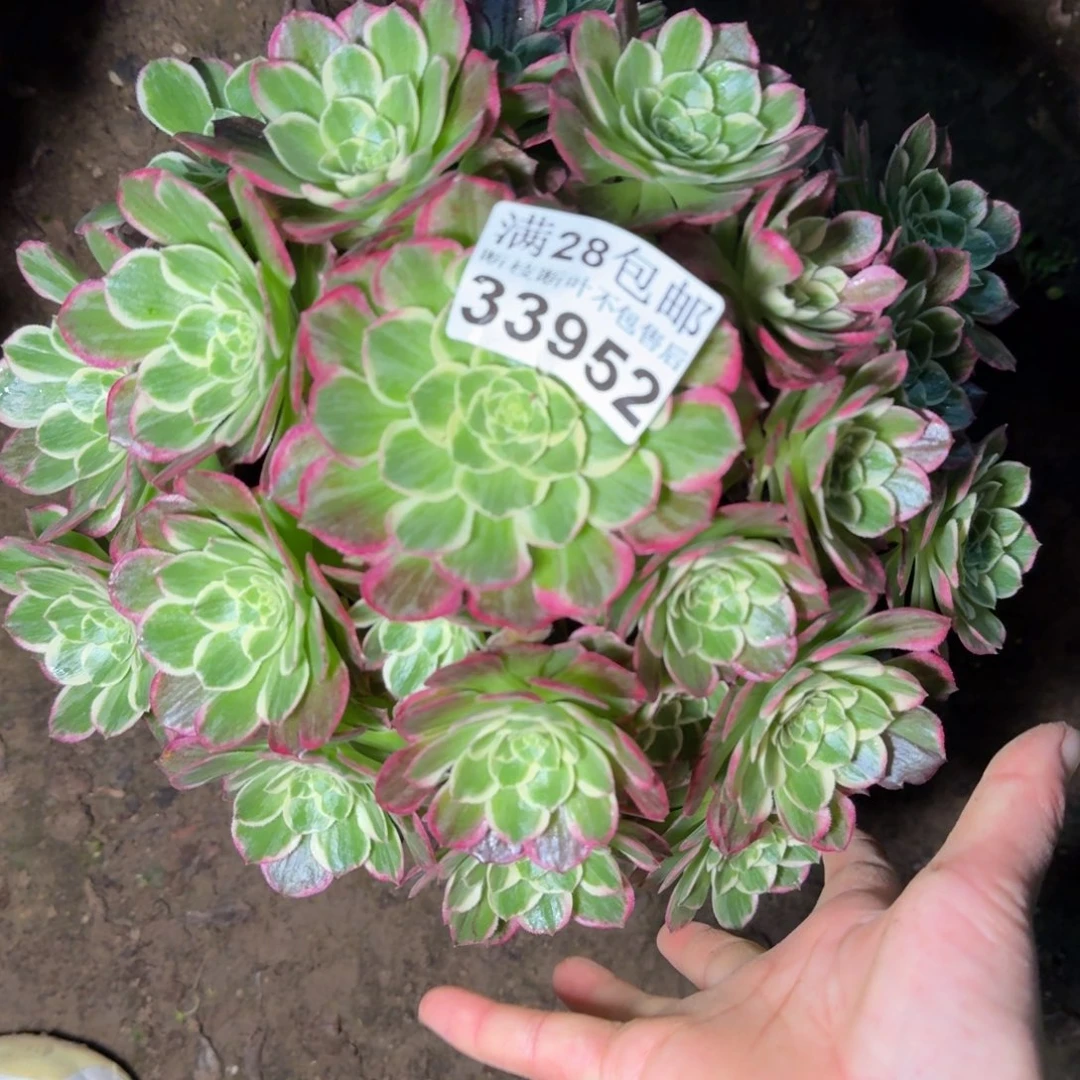 33952水蜜桃多肉植物