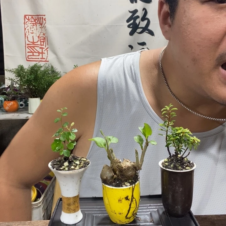 ?*w一物一拍所见即所得232