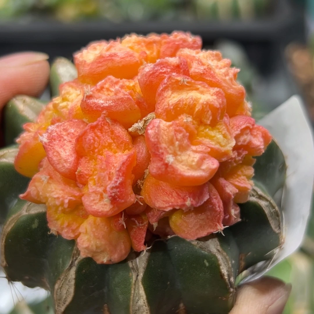 987 仙人球的牡丹