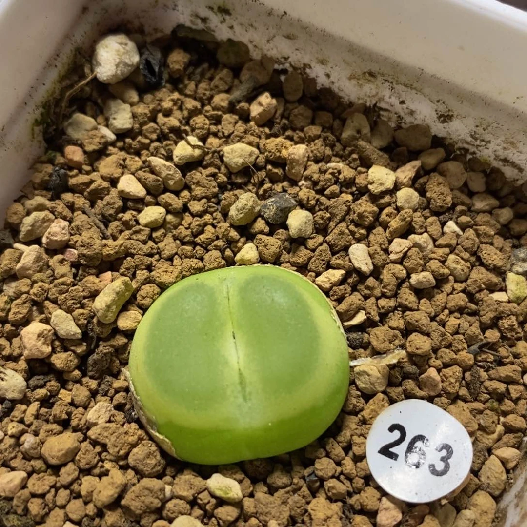 漂亮拉登2.2cm多肉带盆263