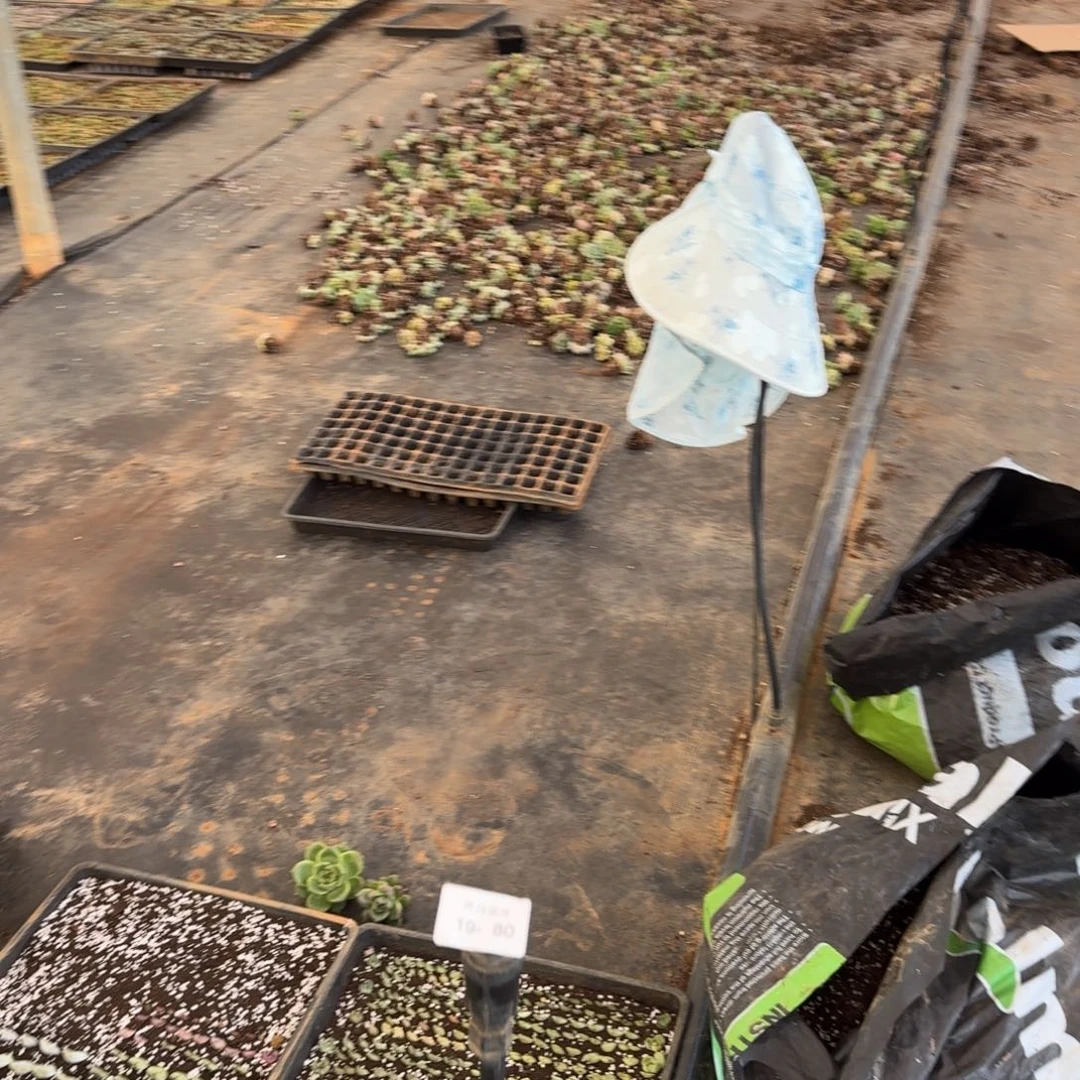 未上色的珍妮三颗量拍19-80下播福利