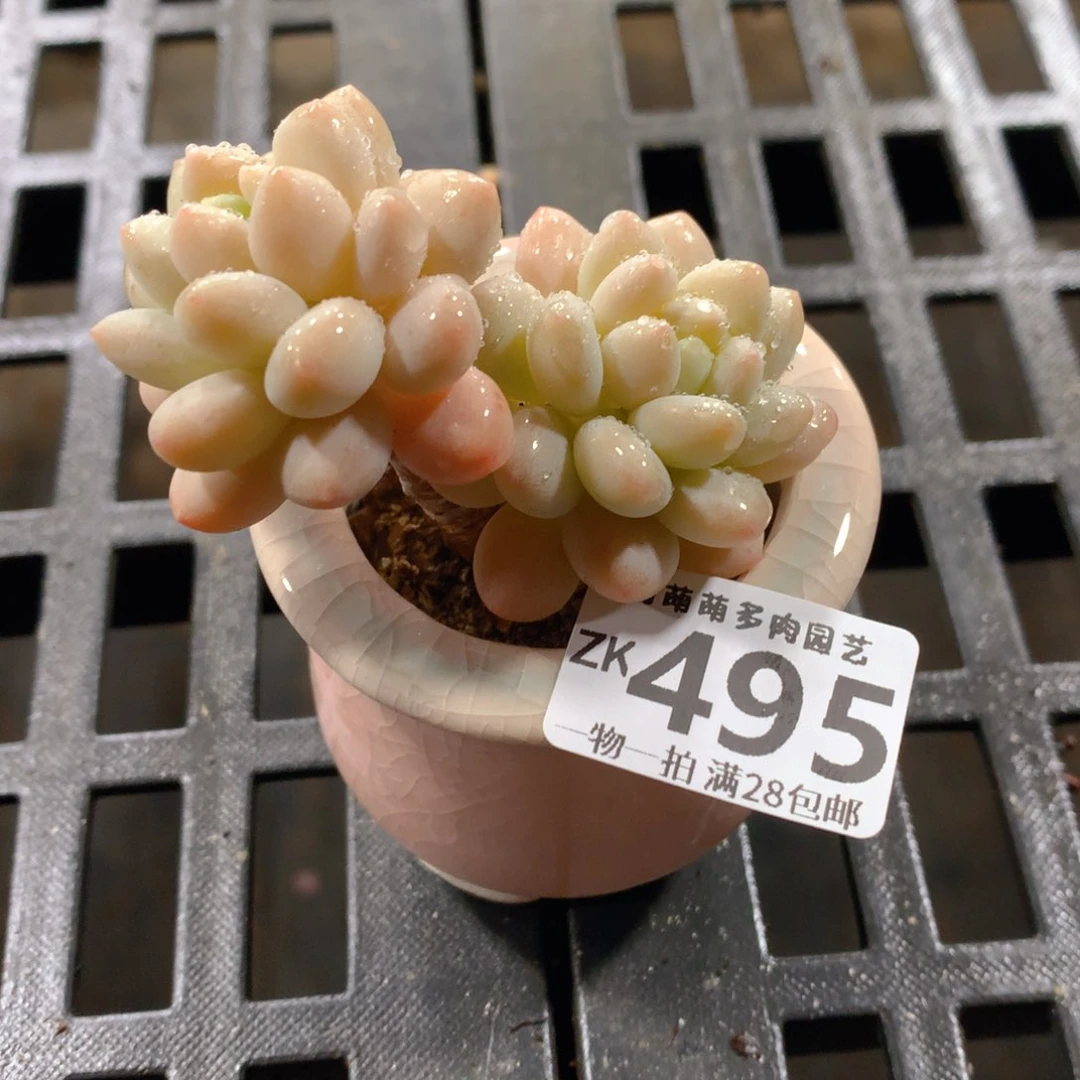 肉萌萌拇指盆精控多肉ZK495