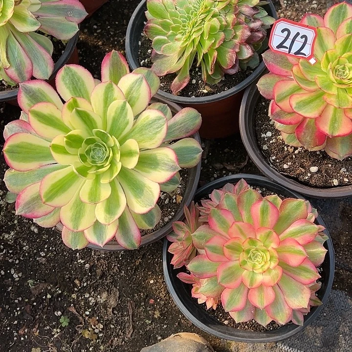 多肉植物212不售后