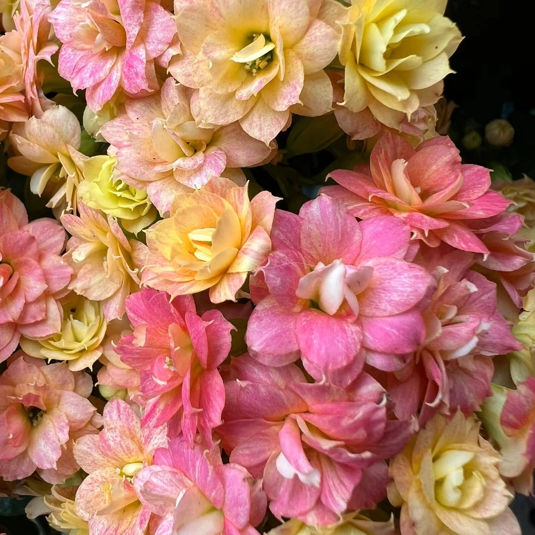 【极光】【蛋黄派】变色年宵花稀有品种精品长寿