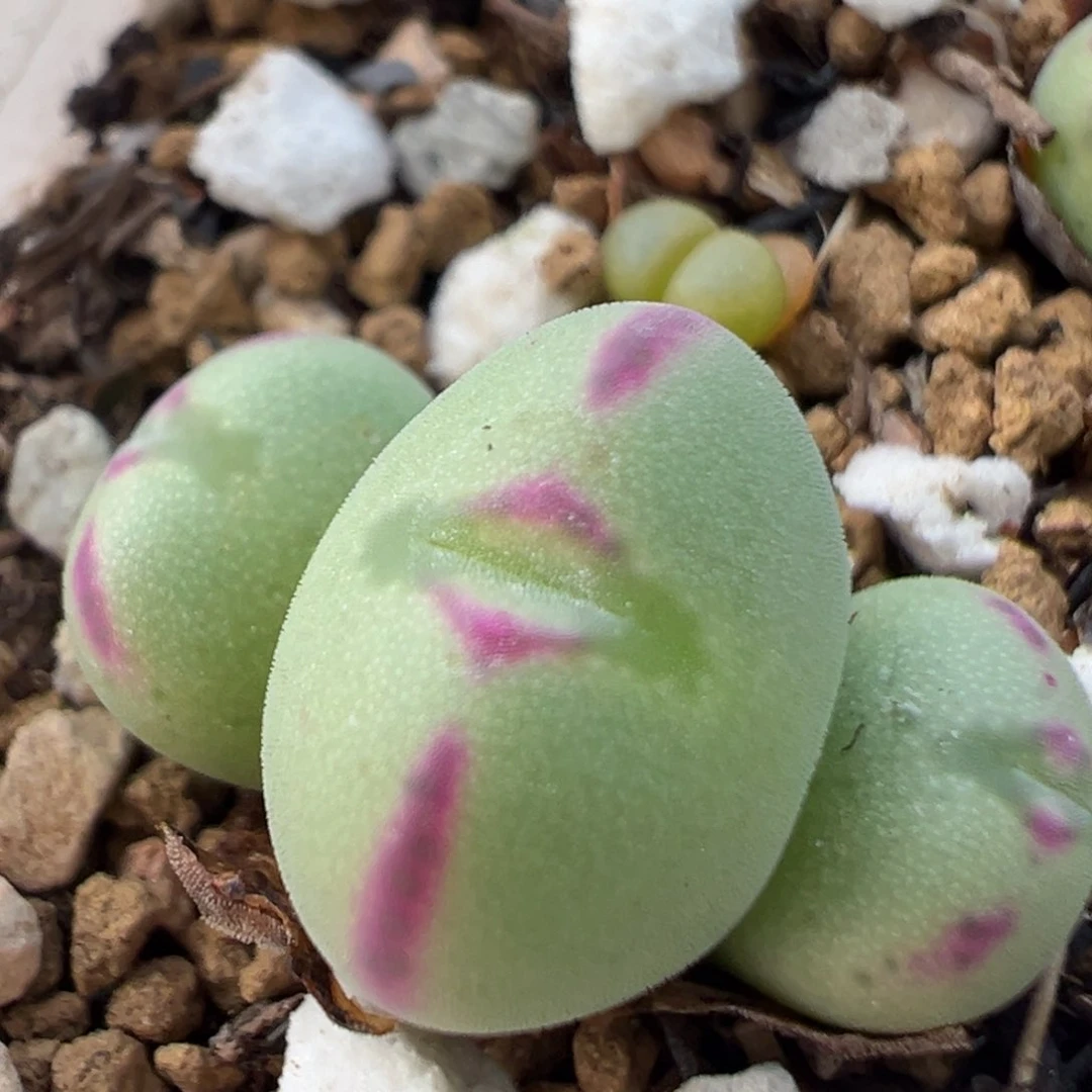 130多肉植物百科知识