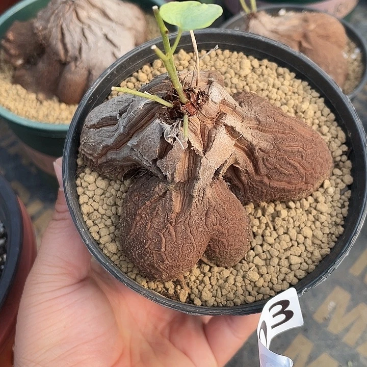 303象足龟甲龙块根