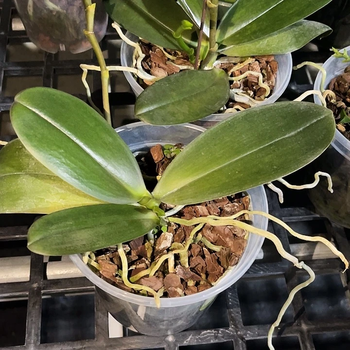 全部花苞露比福利不售后