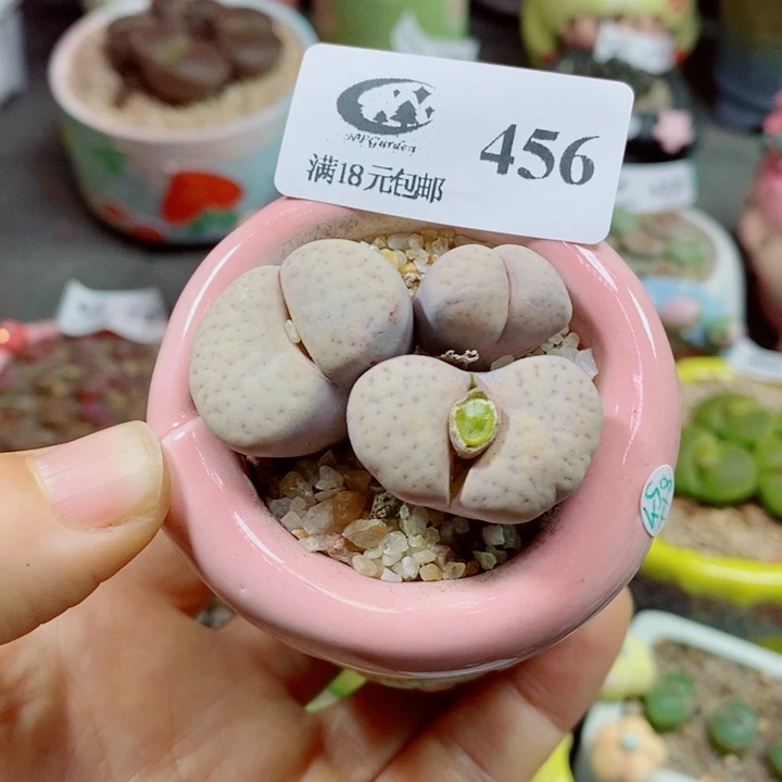 生石花花花花花花花花456