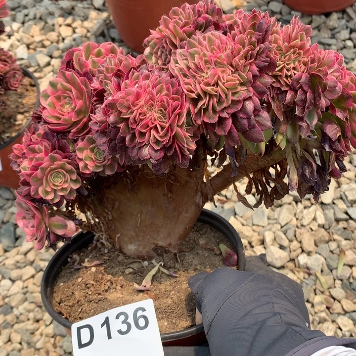 136号万白朵朵脱土发货啊