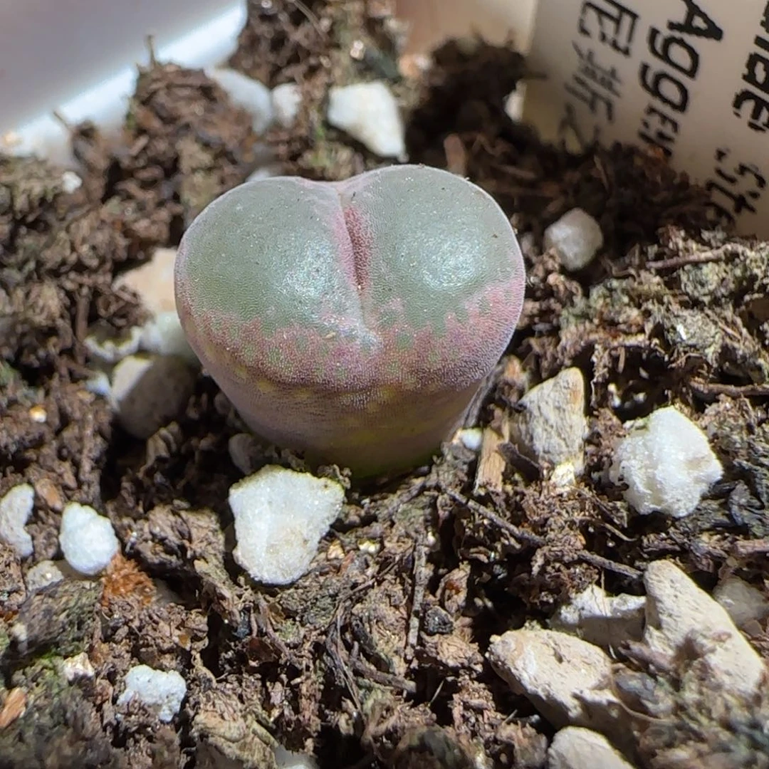 肉锥多肉植物组合-安格1036