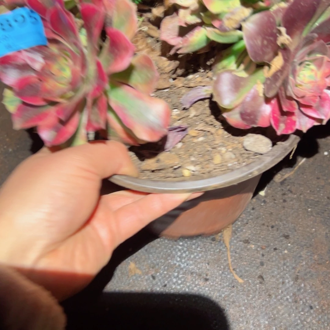 895 号多肉法师植物新年福利