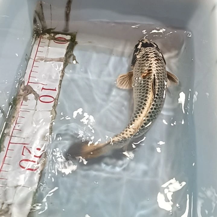 海水鱼锦鲤冷水鱼好养耐活动