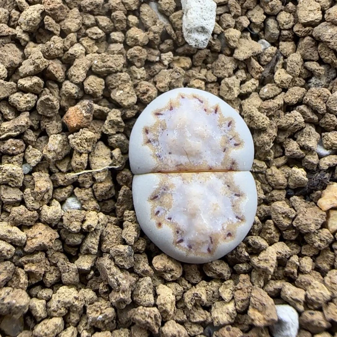 金边鱿鱼饼干福利可带盆土