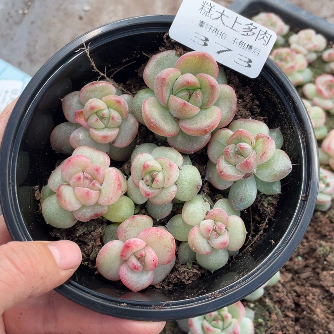 糕大上多肉植物373