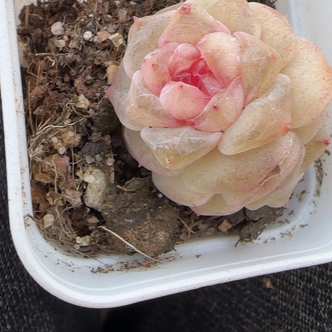 多肉小卡拉米糖心一物一拍