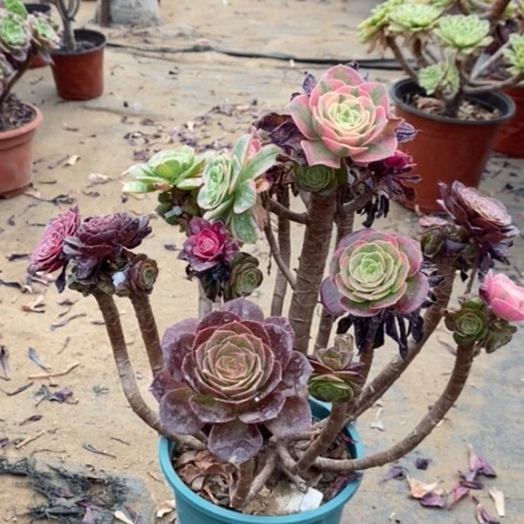 嫁接多肉植物有断枝010