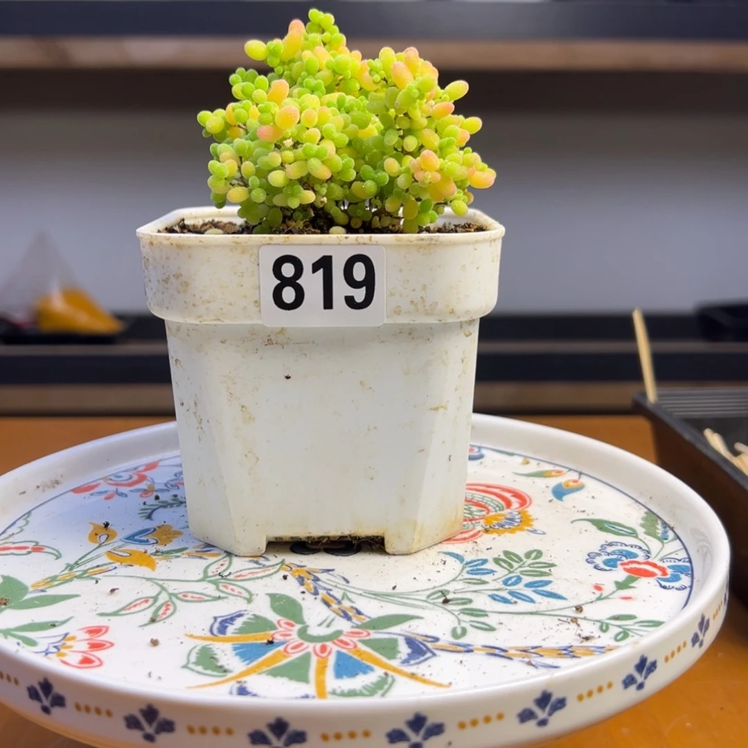枝干番杏多肉植物819