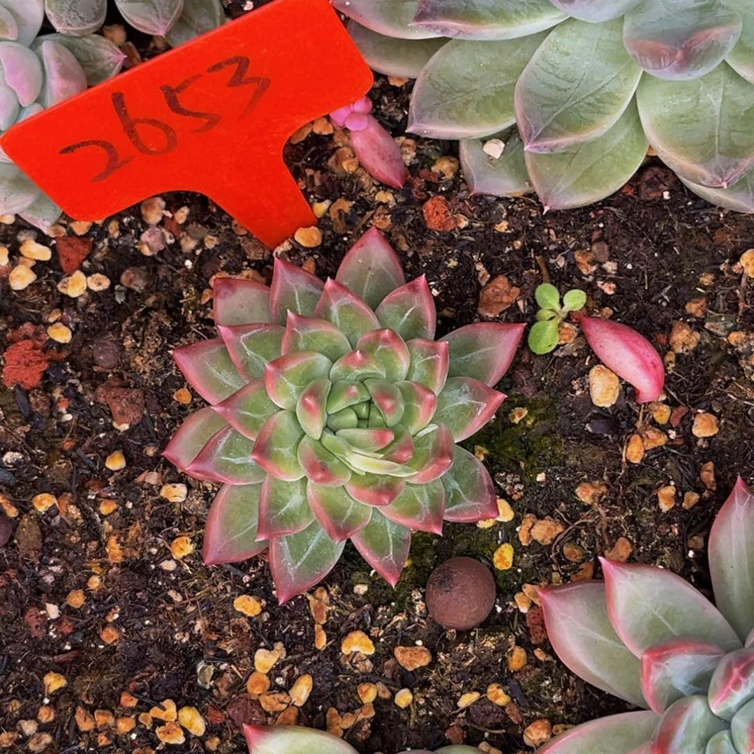 男***肉2653号晚上多肉植物群生