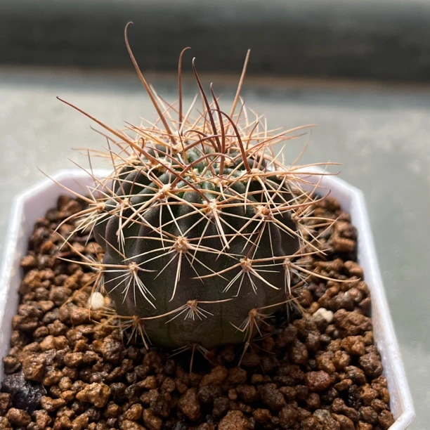 微瑕红花赤盛丸仙人球瑕疵图3展示 稀有开花盆栽多肉植物