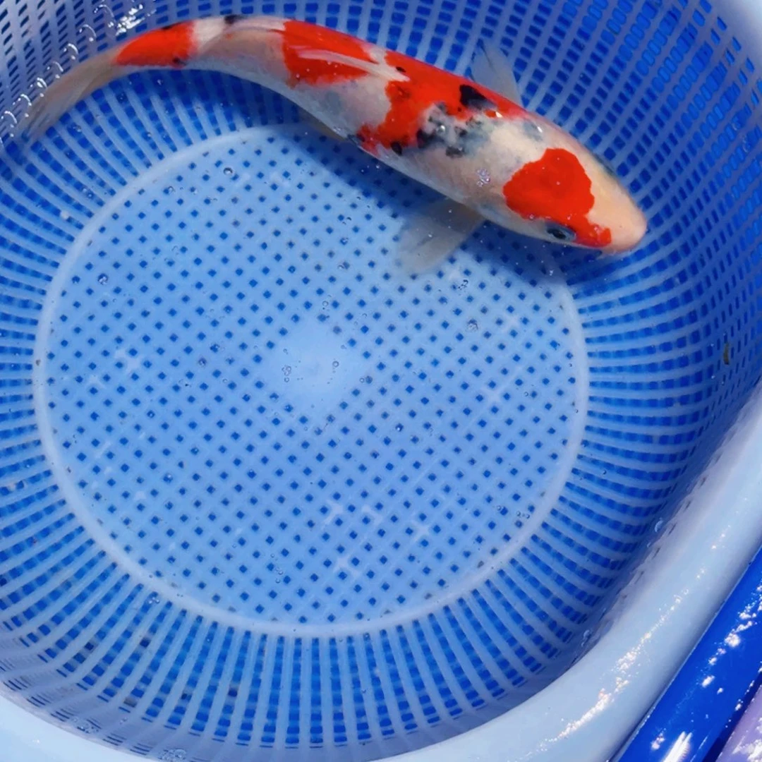 锦鲤精品甄选血统锦鲤