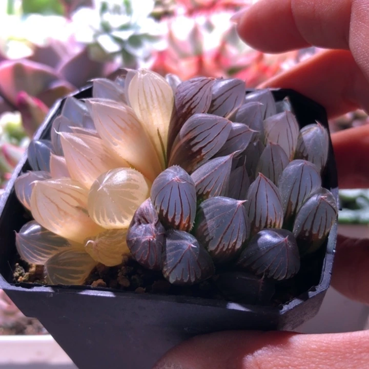 雨露锦有根有根有