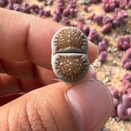 2267.黑巴里福利11111