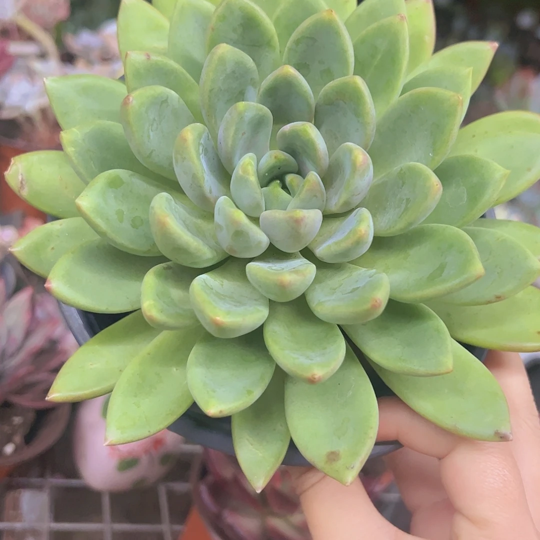 红象牙大单头老桩，160杯