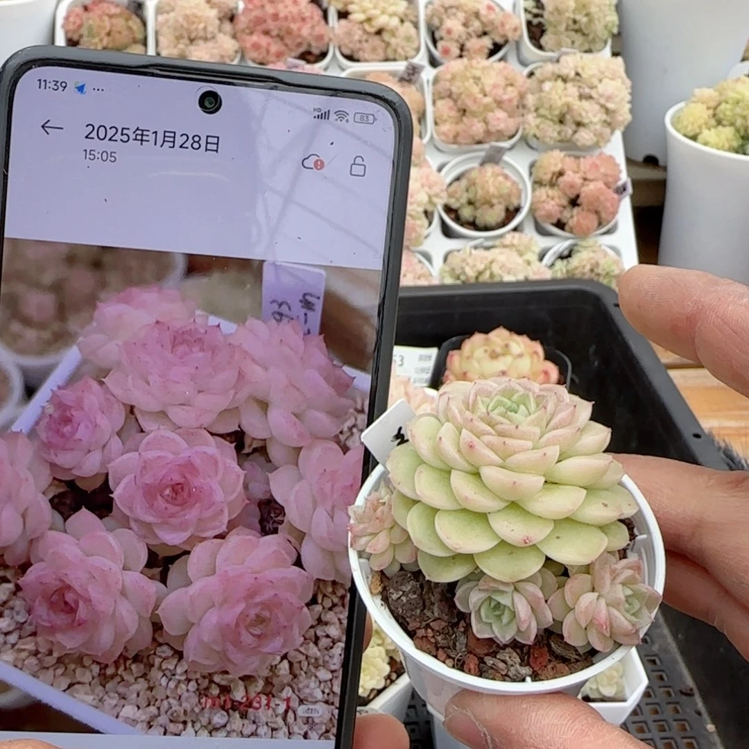 【闪购商品】0208-62（m1-231-1）