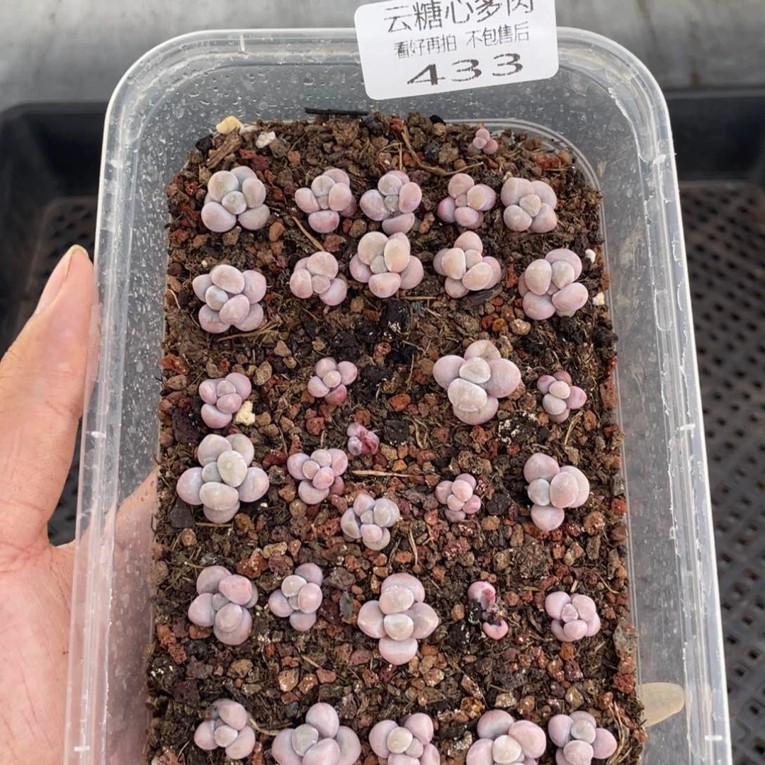 云糖心多肉植物433