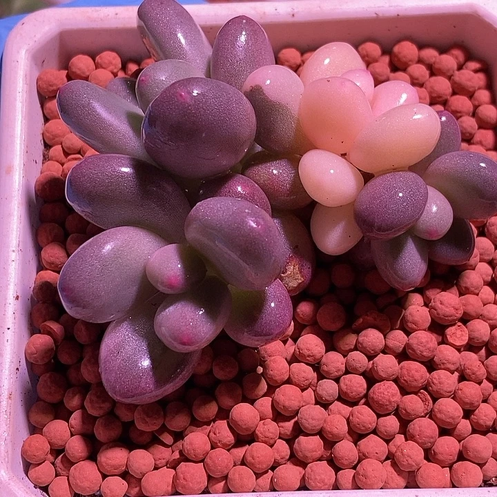 文乐奶酪锦多肉植物