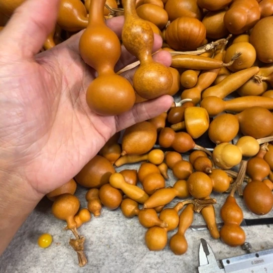 V***m卑微的微微的两把两把本长葫芦