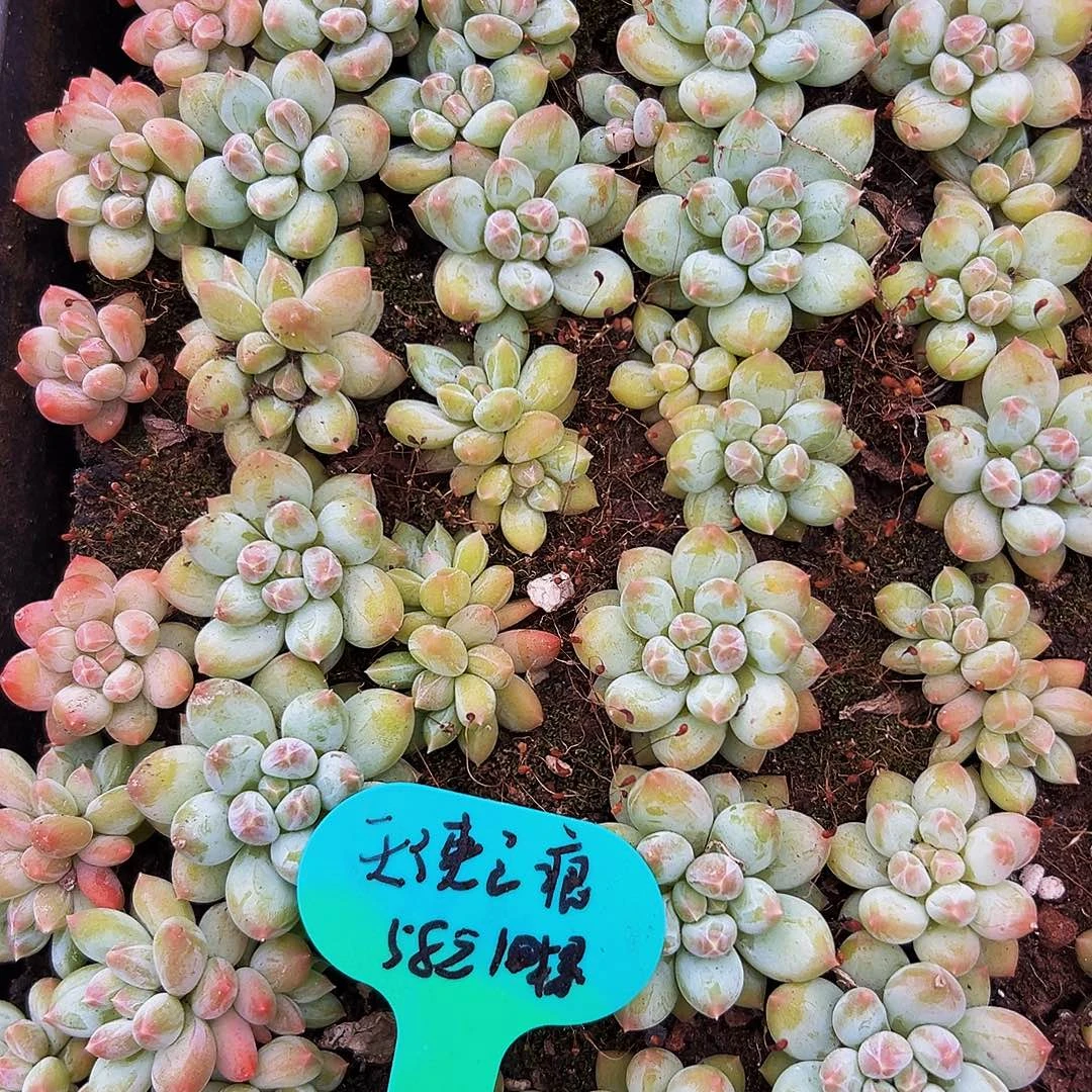 美人系列的天使之痕真的好好