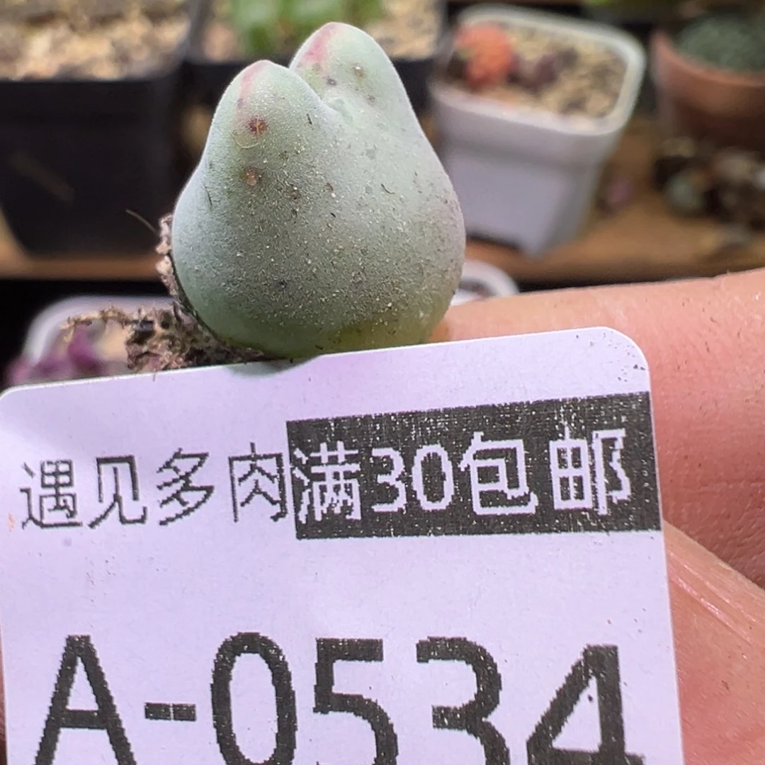 多肉植物1111111111111
