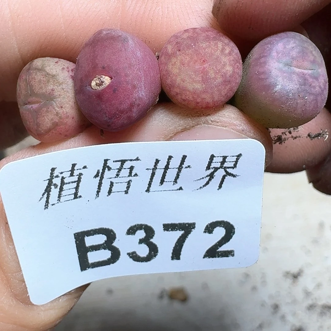 372号多肉植物哇f g