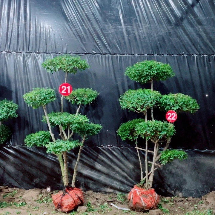 无花朵一物一拍一物一拍