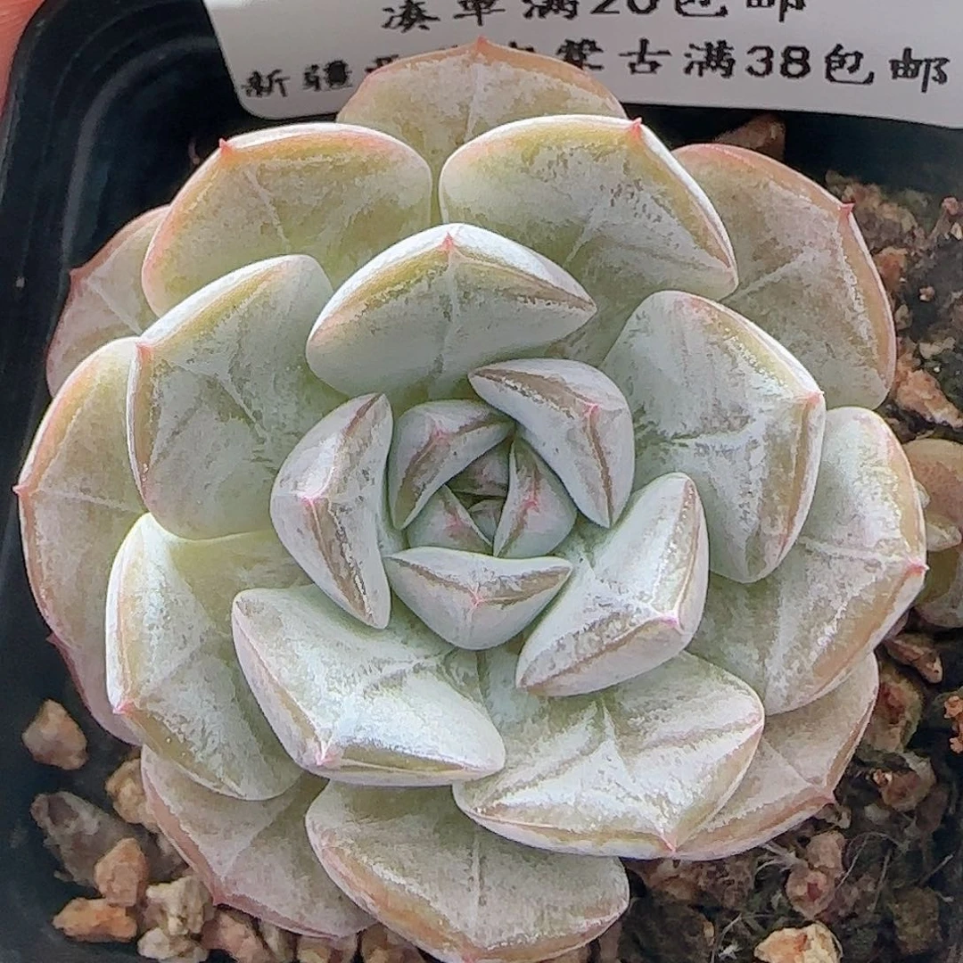 多肉0701-57暗纹巧克力