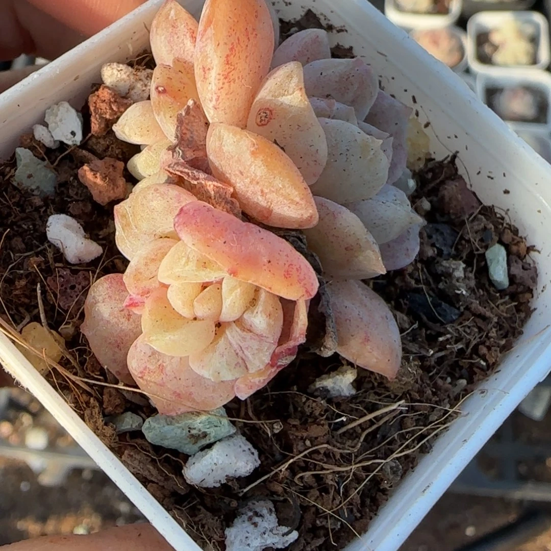 多肉小卡拉米糖心一物一拍