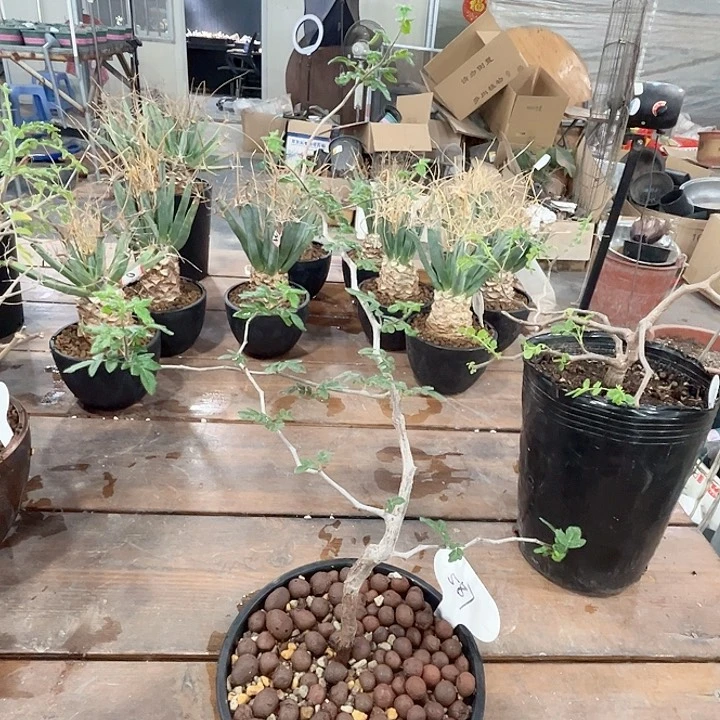 587滔天橄榄哈哈哈哈哈哈