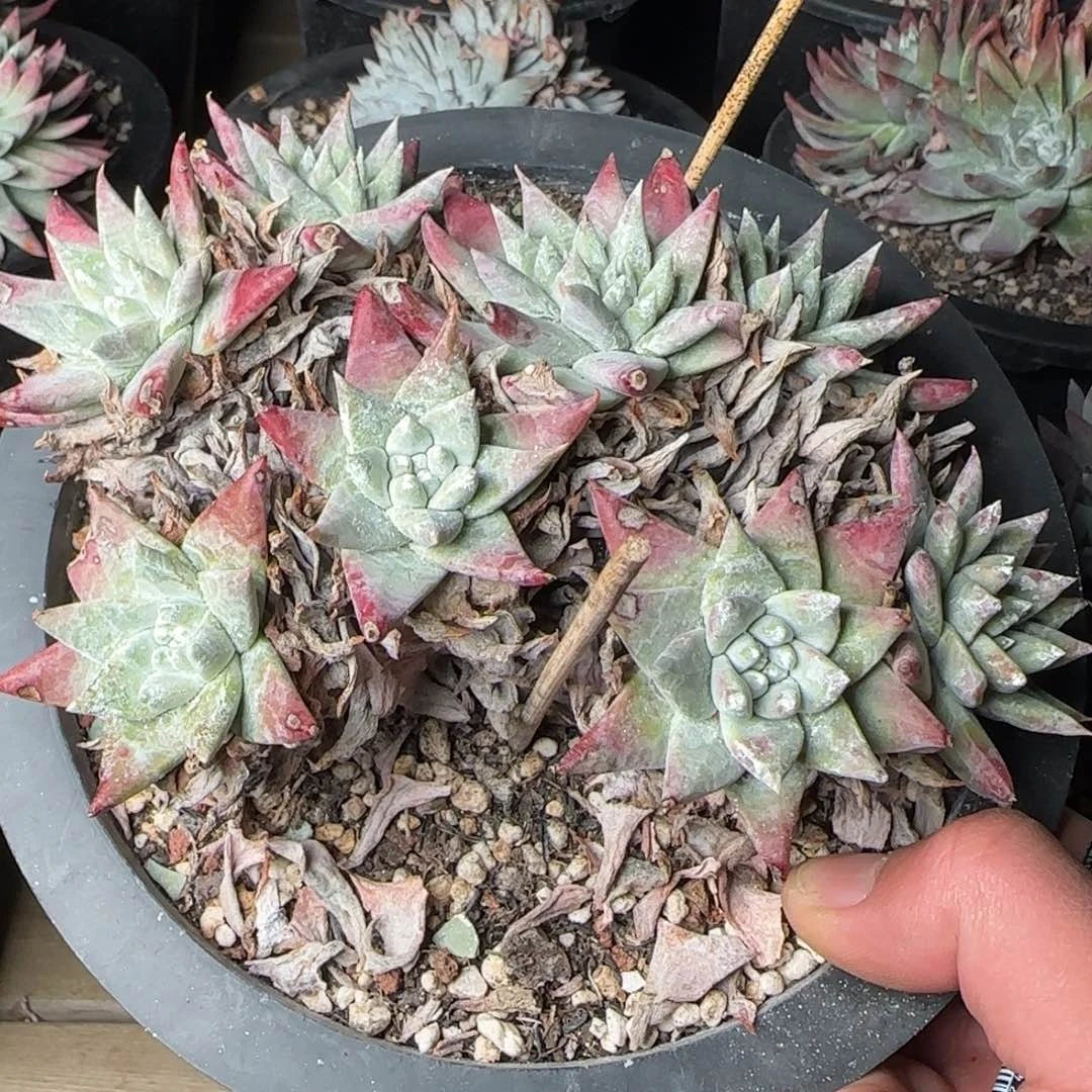 大***桃20250201w多肉桃桃