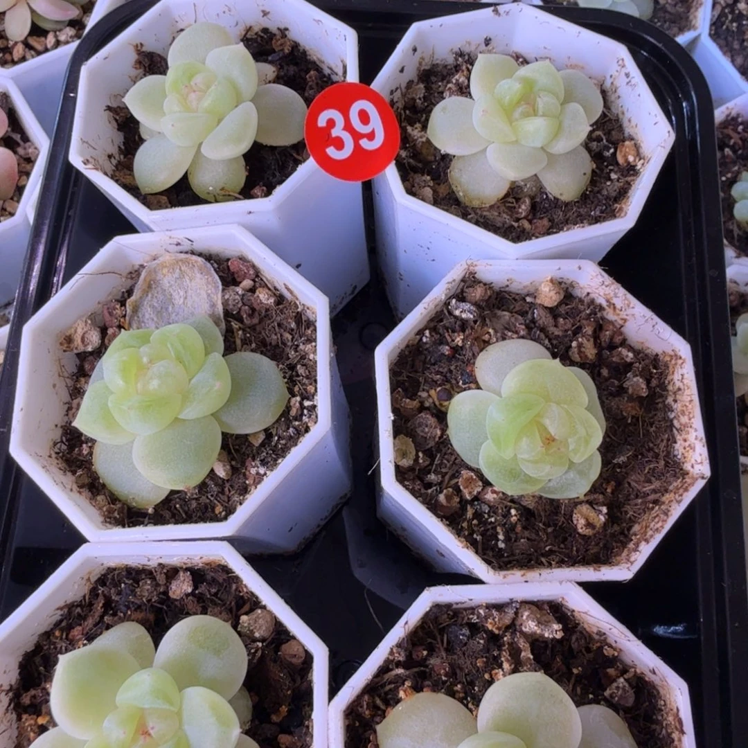 39号财富暮暮量拍随机发货